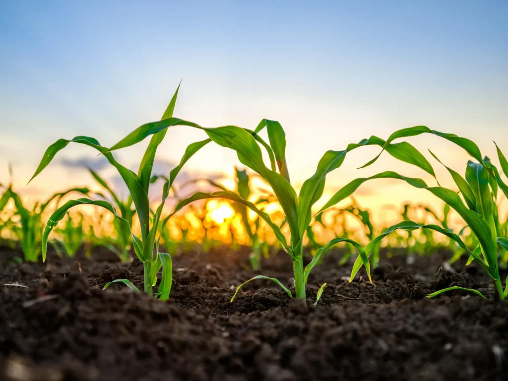 kierunki studiów, agrobiznes, jakie studia wybrać